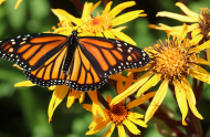 Five reasons for mapping the monarch’s breeding grounds