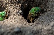 Les abeilles solitaires, des insectes à découvrir!