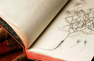 The Jardin botanique, a collection not just of plants, but books and archives as well