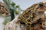 The American toad: a beauty that lives in Québec