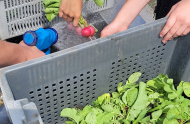 Bringing young people in youth centers closer to nature through urban agriculture