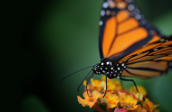 Why do monarchs migrate?