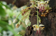Hand pollination: when a horticulturist becomes a bee