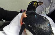 Alternative medicines at the service of animal wellbeing