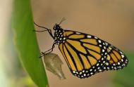 Danaus plexippus