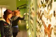 Visitors to the Insectarium