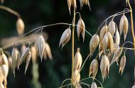 engrais-verts-carrousel.jpg