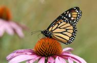 Danaus plexippus