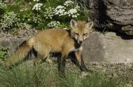 Famille de renards