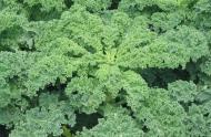 Kale. Crédit photo : Wikipédia
