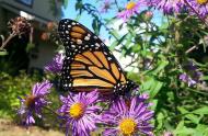 Un monarque dans un jardin, s'alimentant sur une aster.