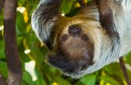Sloth