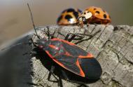 Punaise de l'érable à négondo et coccinelles asiatiques