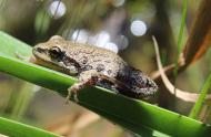 Chorus Frog Ambassador