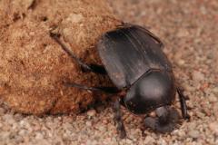 Scarabaeus sacer