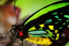 Ornithoptera priamus poseidon - mâle, Australie