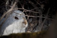 Those animals that like, tolerate or avoid winter