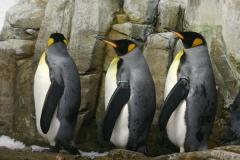 Manchots du Biodôme