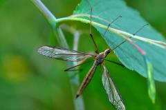 Tipulidae, © Insectarium (André Sarrazin)