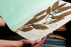 Herbier Marie-Victorin