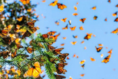 The Insectarium is celebrating 50 years since the discovery of the monarch butterfly’s wintering grounds