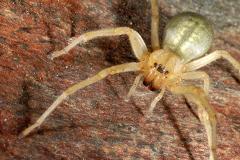 Could arachnophobia be the result of misinformation?