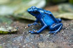 The chytrid, a pathogenic fungus - Carrousel