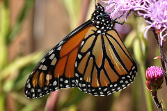 Breeding monarchs, a false good idea