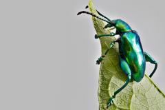 Un insecte grenouille ça existe!? - Carrousel