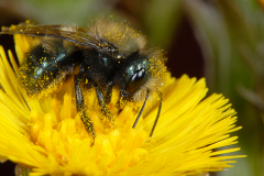 Qu’est-ce qui fait un bon pollinisateur?
