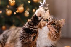 Noël avec vos animaux de compagnie