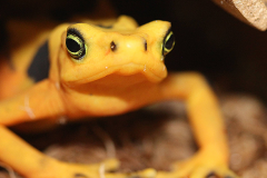 Management of animal populations and conservation breeding programs