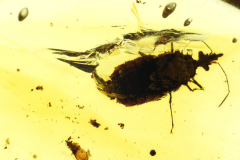 Vive la paléoentomologie!