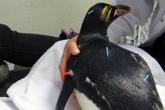 Alternative medicines at the service of animal wellbeing