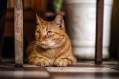 Chat