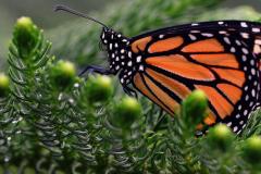 Danaus plexippus - carrousel
