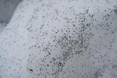 Puces des neiges © cc wikimedia (Rolf Schlagenhaft)
