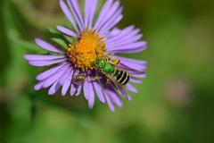 L’halicte vert (Agapostemon virescens) est une petite abeille solitaire très commune.
