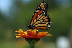 Monarque (Danaus plexippus)
