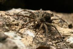 Dolomedes tenebrosus