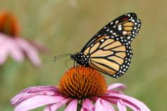 Danaus plexippus