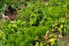 Faire découvrir le jardinage à son enfant - Carrousel