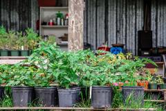 Quelques récoltes des Jardins Lakou.