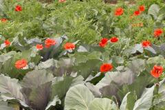 Associations au potager