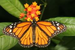 Monarque / Danaus plexippus