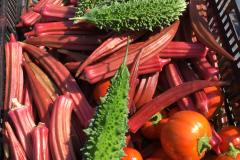 Okra, bitter gourd and scarlet eggplant ‘Turkish Orange’ 