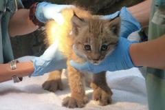 Examen vétérinaire du chaton