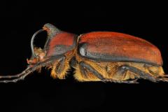 Golofa  limogesi (male) - Perou - Carrousel