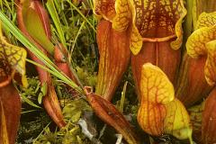 De nouvelles plantes insectivores au Jardin botanique! - Carrousel
