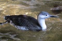 Red-throated diver (Gavia stellata)